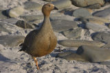 Ruddy-headed Goose